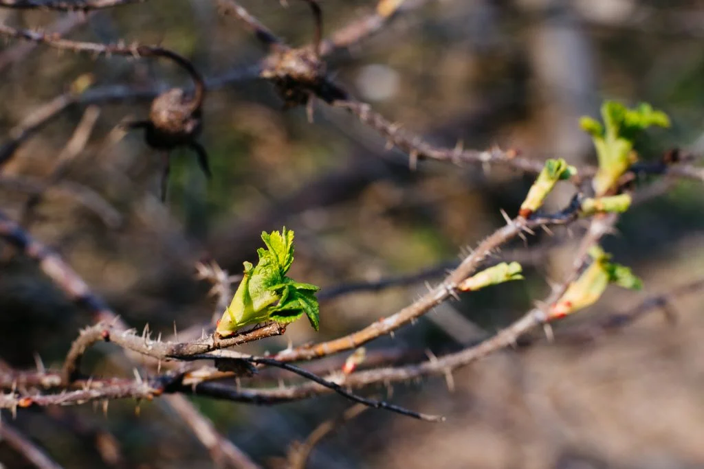 Close-up of thorny branches with small green leaf buds emerging against a softly blurred natural brown and green background, calm spring atmosphere